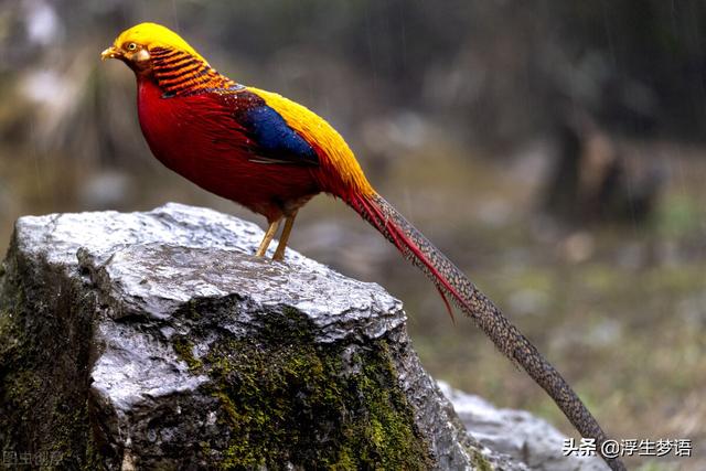 鸟字旁的字有哪些，寸加偏旁组成新字（三分钟了解华夏先民与的故事）