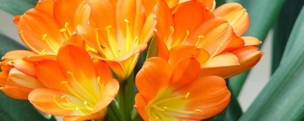 君子兰一年开几次花，兰花一年开几次花（君子兰多长时间施肥一次）