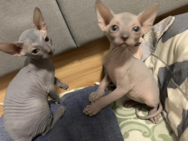 猫咪品种大全及图片，猫咪品种大全及价格（猫咪品种图片价格大全）