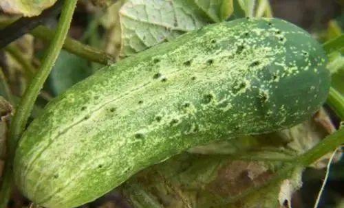 羊角脆的功效与作用,百香果泡水的功效与作用及禁忌(好一个外表平平无奇羊角蜜瓜) 羊角脆的功效与作用,百香果泡水的功效与作用及禁忌(好一个外表平平无奇羊角蜜瓜)