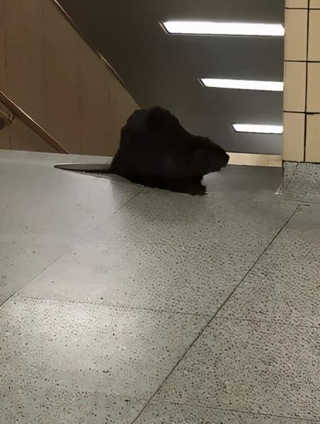 加拿大的动物国宝，加拿大的国宝动物是什么动物（加拿大国宝河狸大摇大摆进了地铁站）