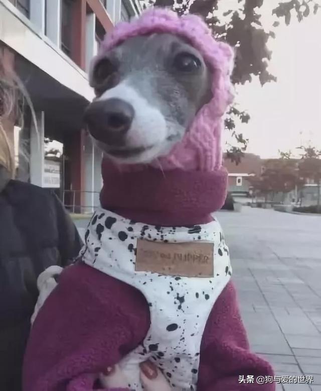 冬天狗在外面能冻死吗，快别说狗不怕冷了