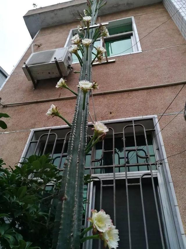 荷花的外貌特征，荷花的外貌特征怎么写（这花平时丑的没人看）