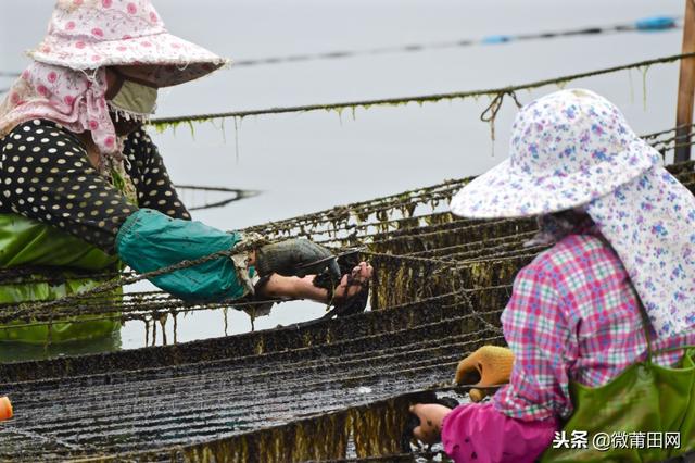 紫菜是哪里生长的，紫菜是生长在哪里的啊海里面吗（莆田这个村号称“中国紫菜第一村”）