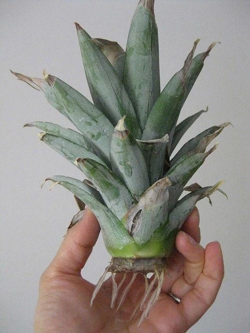 菠萝盆栽种植技术，夏季养护菠萝盆栽的4个简单步骤