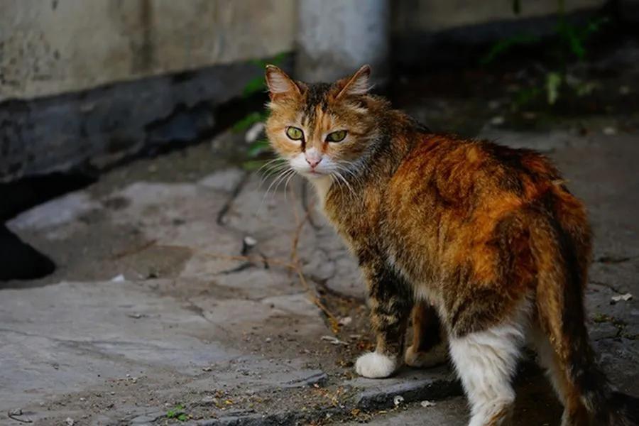 上海母猫绝育多少钱 上海母猫绝育最便宜的医院