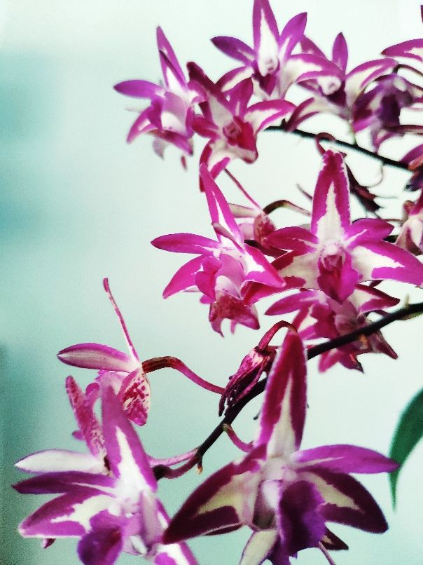 十二星座生辰花及花语，生辰花的花语（来看看你是哪个）