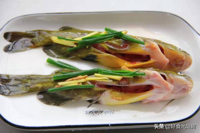 黄骨鱼是水黄蜂吗_黄蜂鱼跟黄骨鱼一样吗，黄骨鱼跟黄蜂鱼区别（这鱼小孩一餐能吃两条）
