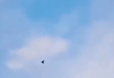 隼是什么鸟，生物演化史上的速度巅峰（隼是什么鸟吃什么食物）