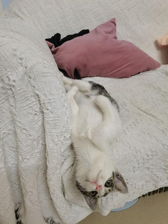 猫肉的做法大全，猫肉有什么做法（请问猫肉怎么做好吃一点）