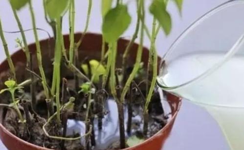 钾肥的作用及功能，钾肥的作用是什么（养花施肥不能少了“钾肥”）