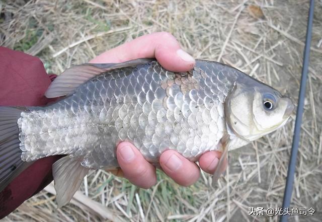 麦穗鱼能活多久，麦穗鱼生长周期要多久（究竟有多少鲫鱼能够“寿终正寝”）