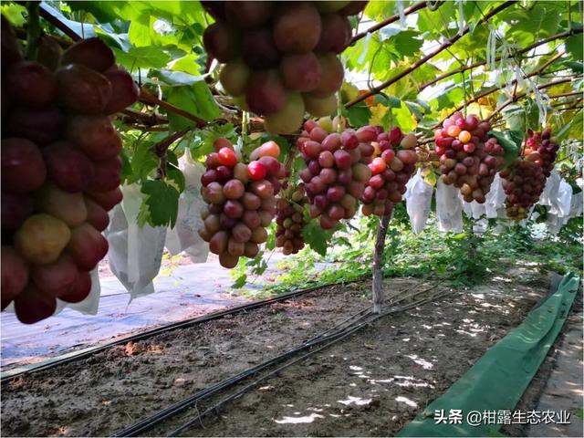 浪漫红颜葡萄的特点，浪漫红玫瑰葡萄（葡萄四大“网红品种”的优缺点及市场发展前景）