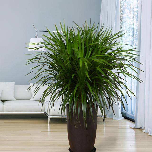 巴西木的养殖方法，巴西木的养殖技巧（龙血树的养殖方法和注意事项都在这里）