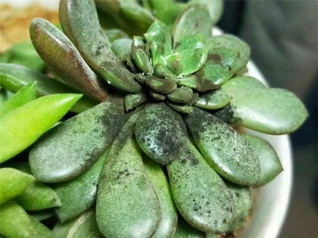 家里有鼻涕虫怎么消灭，鼻涕虫怎么彻底消灭（自制天然杀虫水）