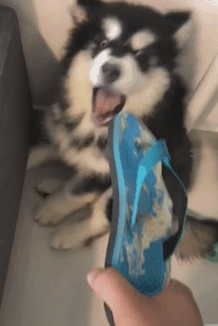 阿拉斯加犬小时候，狗一般有几个月就长成大狗了（毛茸茸的一团太可爱了吧）