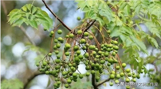 市面上各种菩提,什么菩提老三样,什么千丝菩提,什么白玉菩提反正是个