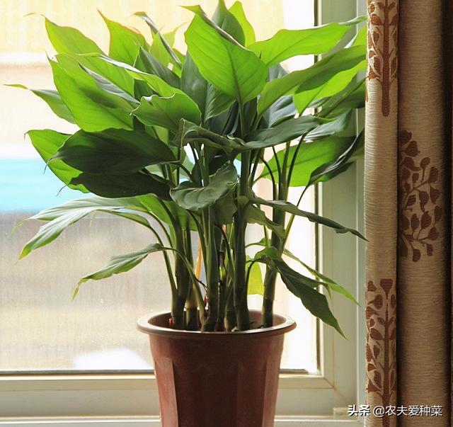 天堂鸟的寓意,十大客厅风水植物(此4种"花卉"耐阴好养)