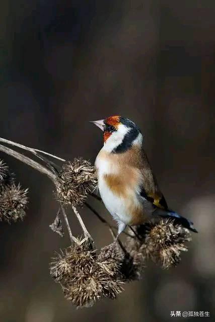 大绿雀鹎的简单介绍,红额金翅雀,漂亮(小绿雀图片)