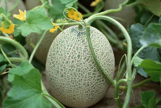 哈密瓜种植时间和方法，哈密瓜怎样种植（在家种''哈密瓜''）