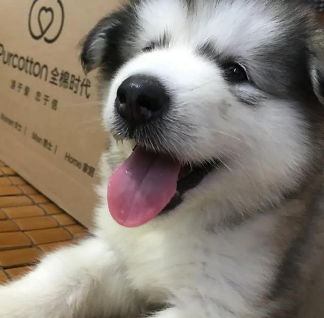 金毛犬，6种狗狗小时候和长大的对比（金毛犬的优缺点及性格）