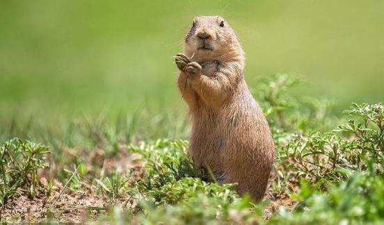 哺乳动物有哪些，世界上哺乳类动物有哪些（哺乳类动物和图片）