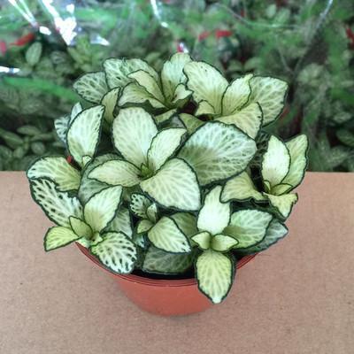 网纹草，网纹草的养殖方法和注意事项（网纹草喜阴还是喜阳）