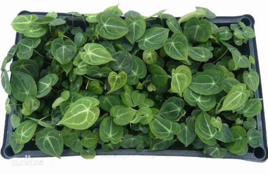 红掌有哪些品种，红掌有哪些品种名称（红掌品种图片大全）