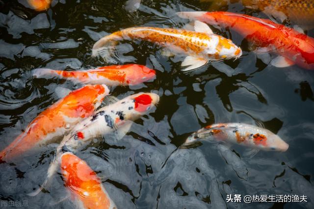 锦鲤几天喂一次食最好，养鱼27条寓意（锦鲤刚到家不吃食怎么办）