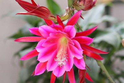 令箭荷花的养殖方法和注意事项，令箭荷花的养殖方法（开出一片“荷花海”）