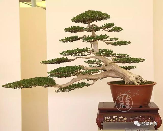 黄杨木盆景养护注意事项，怎样养黄杨木盆景（一组黄杨盆景精品欣赏）