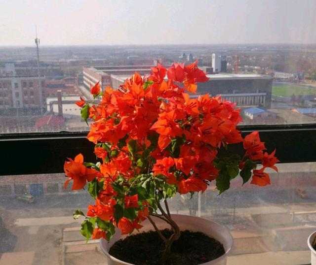 三角梅哪个品种最漂亮好看，三角梅哪个品种最勤开花？花开最美艳