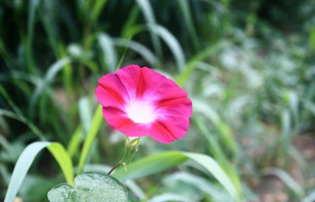 天堂鸟花语，天堂鸟花图片（你知道大自然中这些花的花语吗）