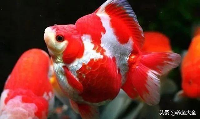 金鱼都有什么品种，金鱼有多少种品种（高颜值金鱼，养金鱼就选这些）