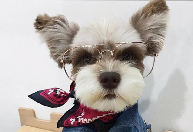 为什么很少人养雪纳瑞，为什么很少人养雪纳瑞狗（为啥现在人们不爱养雪纳瑞了）