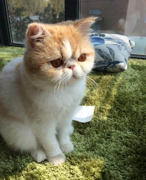母猫会发腮吗，公猫会发腮吗（想养大圆脸猫咪的铲屎官）