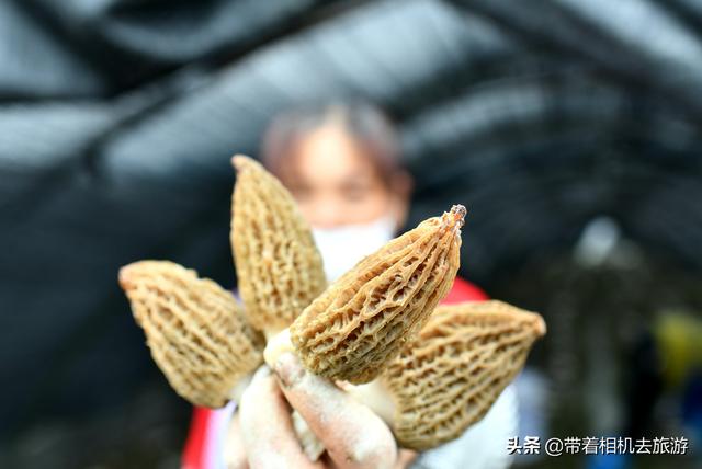 阳雀菌怎么做好吃,阳雀菌怎么吃最好(原来只能吃山上的)