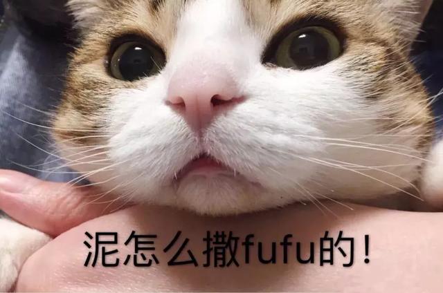 猫咪不吃猫粮什么原因，猫不吃猫粮有几种情况（猫咪突然不爱吃猫粮了是什么原因）