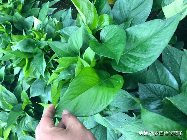 栽地瓜苗要怎么栽合适，栽地瓜苗要怎么栽合适图片（红薯种植要怎么育苗）