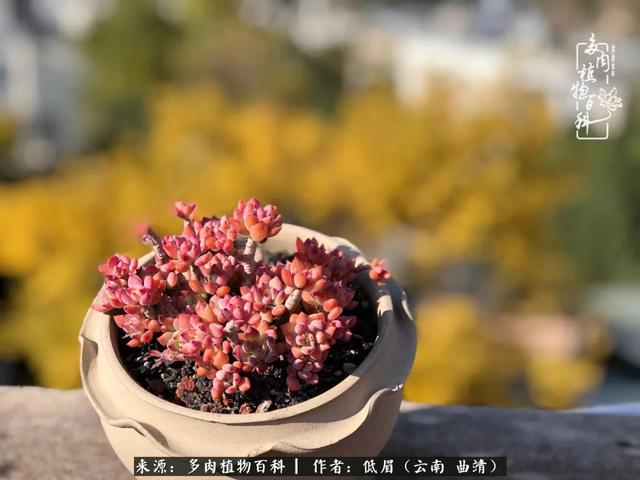 很丧很失望——低眉.，皱着眉头哭丧（陪你度过寒冷的圣诞平安夜图片）