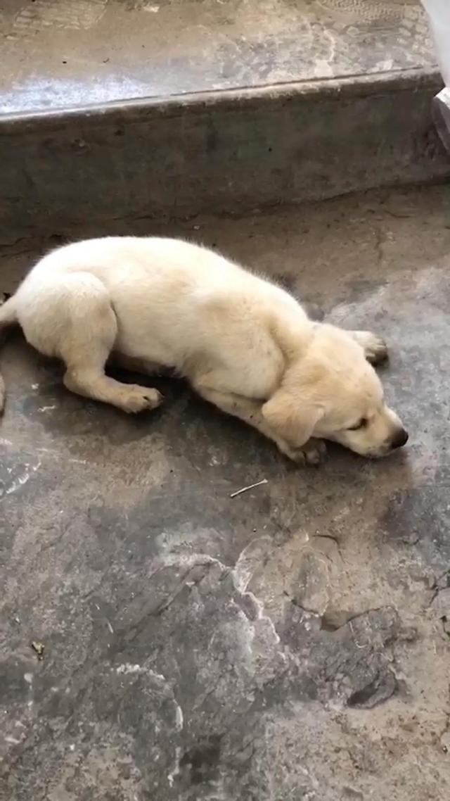 细小犬瘟可以自己治疗吗，1500元不保证治好。DIY在家治细小