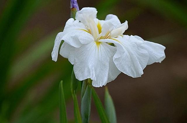 菖蒲花花语的介绍，菖蒲花花语（菖蒲花开爱音讯）