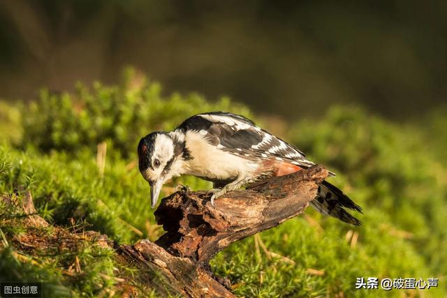 动物医生除了啄木鸟还有哪些，除了啄木鸟是医生还有其他吗（一种值得人类学习的鸟儿——啄木鸟）