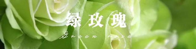 各种玫瑰花的含义，各色的玫瑰花有什么含意（一篇文章认全花店必备80种玫瑰花）