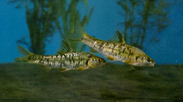 淡水观赏鱼种类，淡水观赏鱼的种类大全！（中国淡水观赏鱼图集<一>）