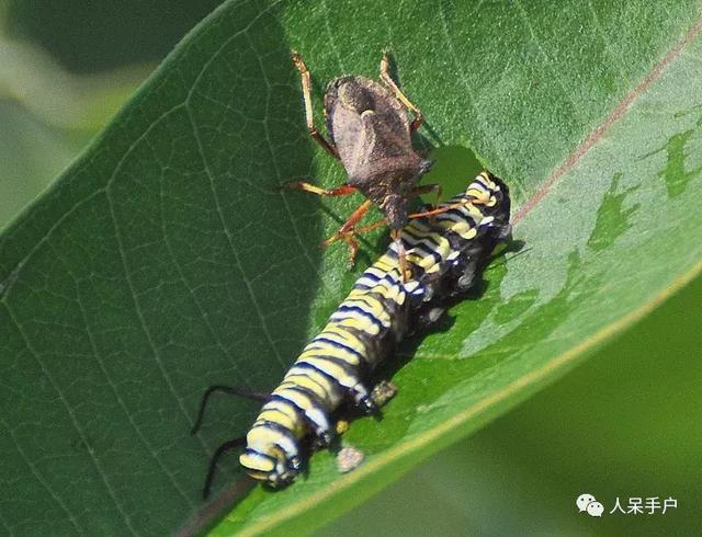 螟蛉蜾蠃的种间关系,螟蛉有子的种间关系(农田友军——捕食性天敌昆虫