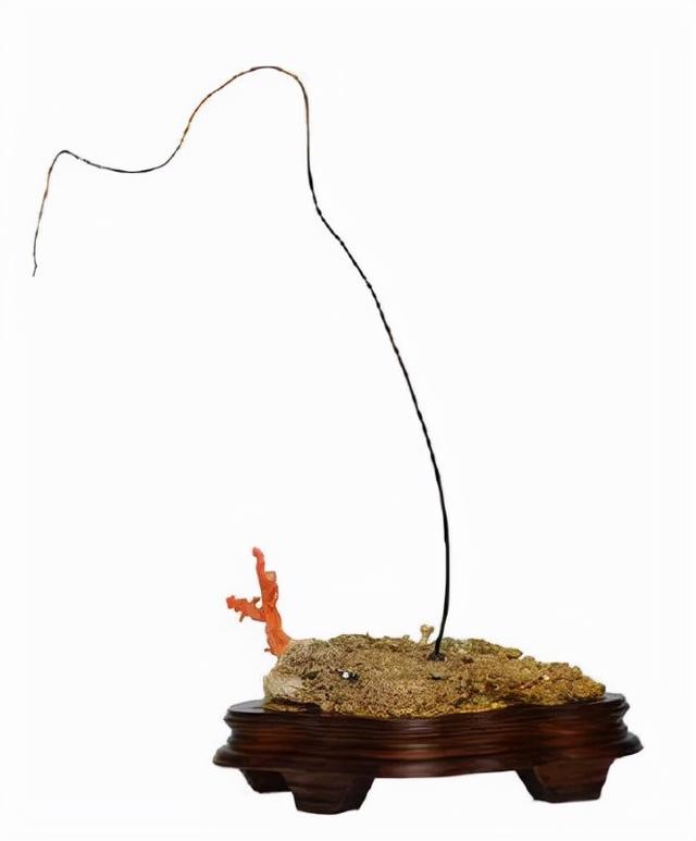 金丝柳，“金珊瑚”和“金丝柳”的替代品（金丝柳图片）