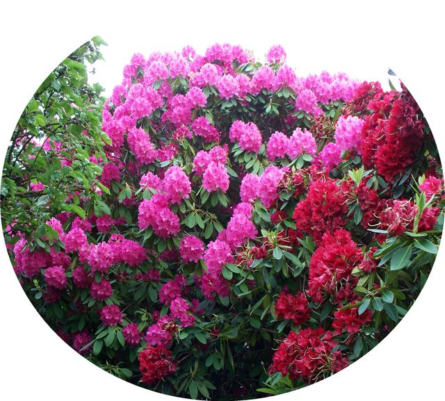 花朵风景头像 十里微信，花朵风景头像 十里（色彩缤纷的花朵图片）