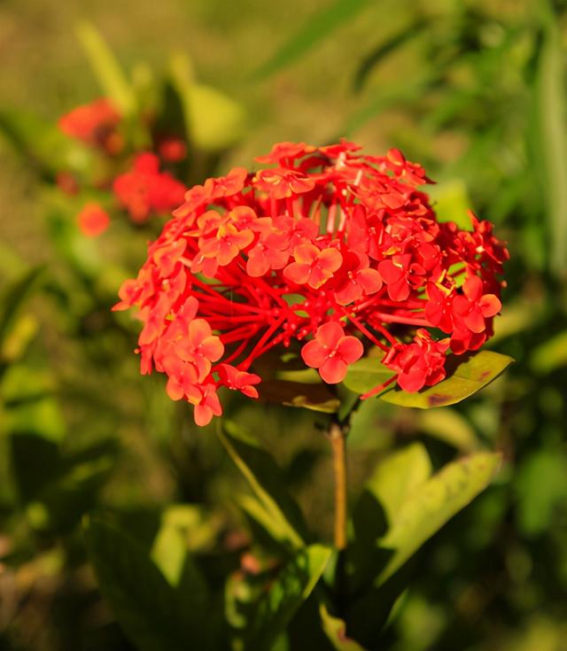龙船花的养殖方法和注意事项，【龙舟花】龙舟花的栽培及注意事项（红红火火的龙船花）