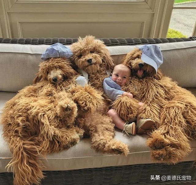 泰迪熊抱抱熊，一出生就有三个巨型“泰迪熊”陪睡（泰迪熊抱抱熊适合结婚送么）